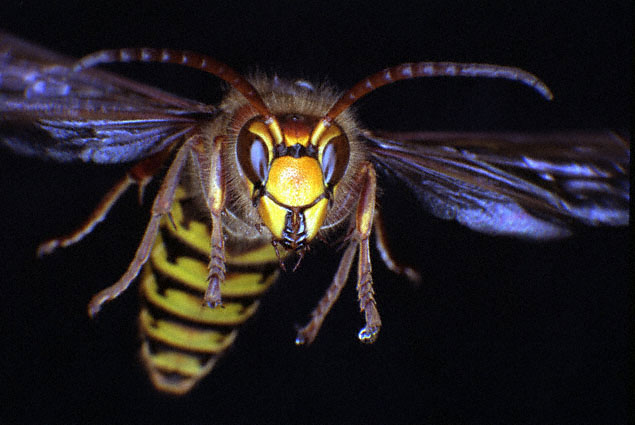 Hornet (Vespa crabro); Photo: Dr. Elmar Billig