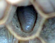 Hornissenlarve