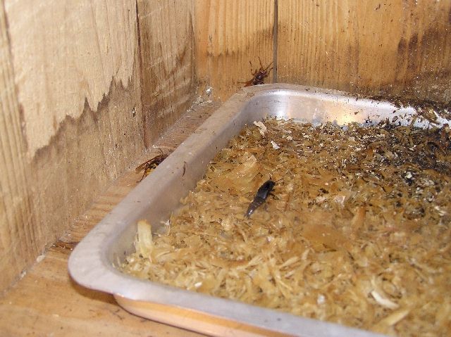 Der Hornissenkäfer (Velleius dilatatus) im Abfall unter einem Hornissennest; Foto: Dieter Kosmeier