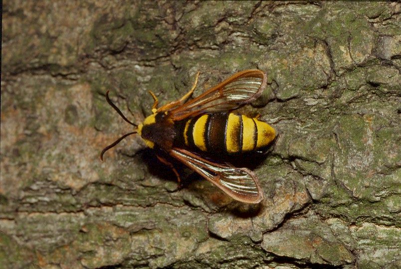 Hornissen-Glasflgler, Aegeria apiformis, engl. hornet moth
