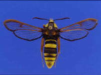 Hornissen-Glasflügler; Aegeria apiformis, engl. hornet moth